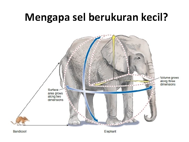 Mengapa sel berukuran kecil? 