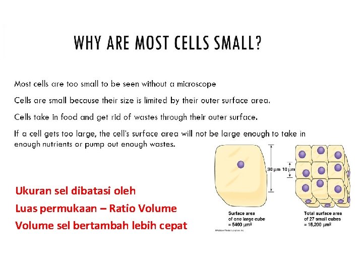 Ukuran sel dibatasi oleh Luas permukaan – Ratio Volume sel bertambah lebih cepat 