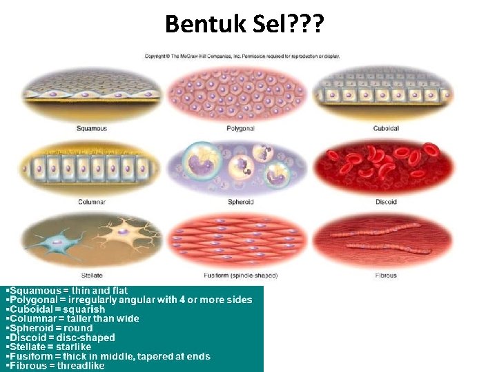 Bentuk Sel? ? ? 