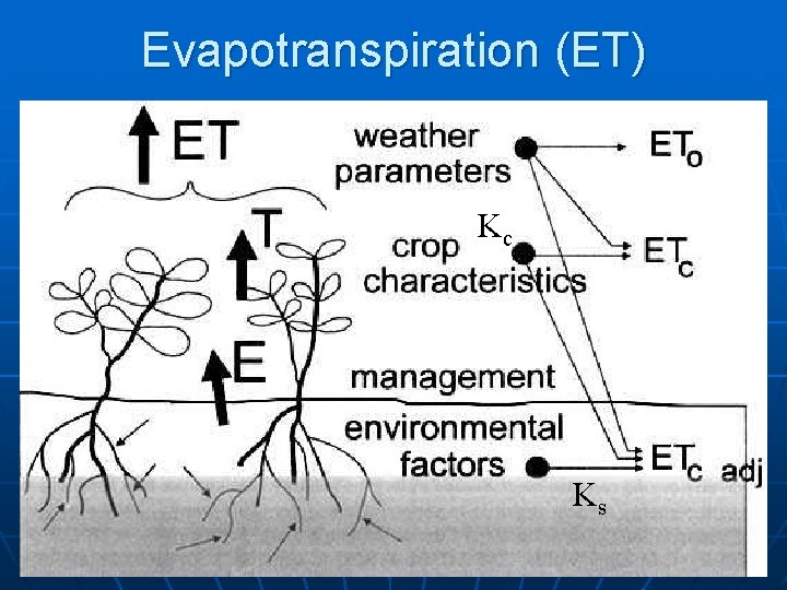 Evapotranspiration (ET) Kc Ks 