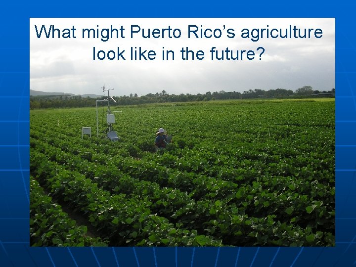 What might Puerto Rico’s agriculture look like in the future? 