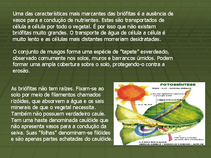 Uma das características mais marcantes das briófitas é a ausência de vasos para a