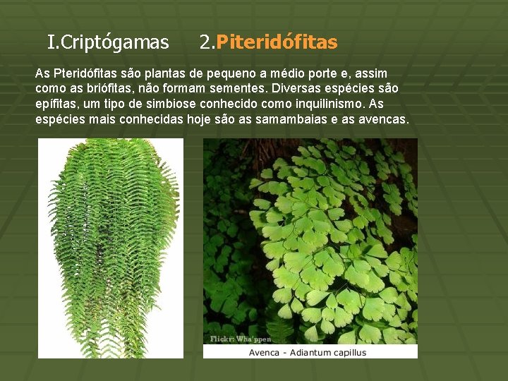 I. Criptógamas 2. Piteridófitas As Pteridófitas são plantas de pequeno a médio porte e,