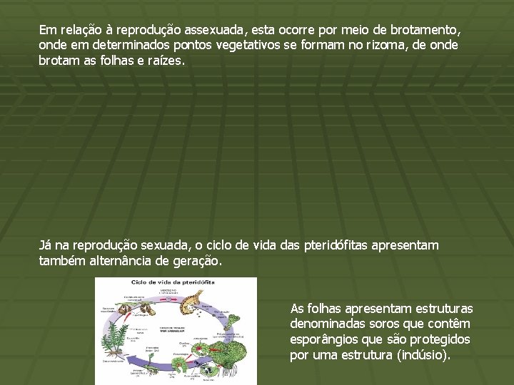 Em relação à reprodução assexuada, esta ocorre por meio de brotamento, onde em determinados