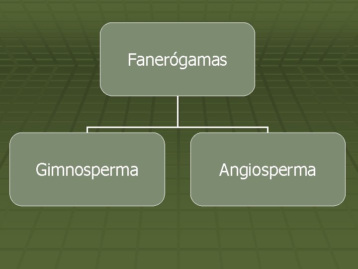 Fanerógamas Gimnosperma Angiosperma 