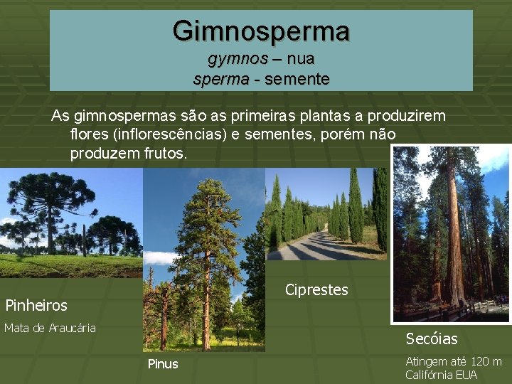 Gimnosperma gymnos – nua sperma - semente As gimnospermas são as primeiras plantas a