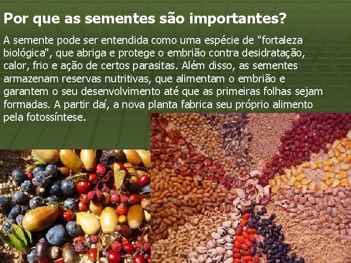 Por que as sementes são importantes? A semente pode ser entendida como uma espécie
