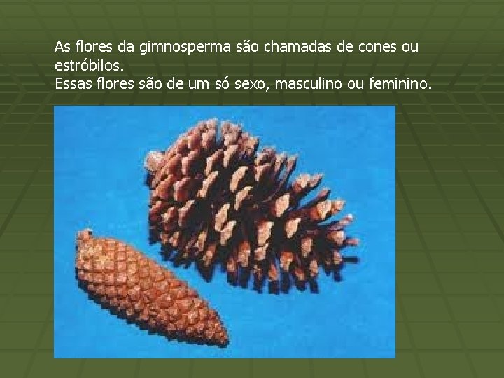 As flores da gimnosperma são chamadas de cones ou estróbilos. Essas flores são de