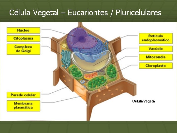 Célula Vegetal – Eucariontes / Pluricelulares 