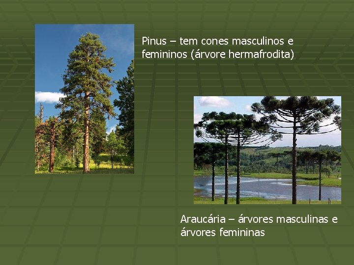 Pinus – tem cones masculinos e femininos (árvore hermafrodita) Araucária – árvores masculinas e