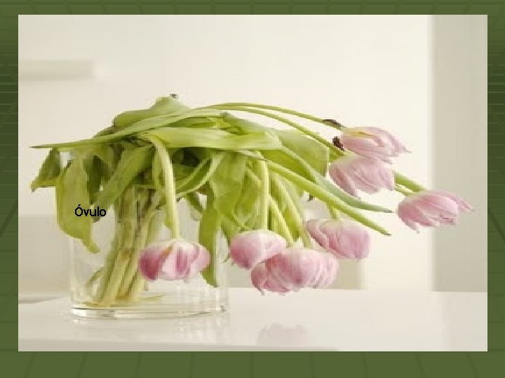 Óvulo 