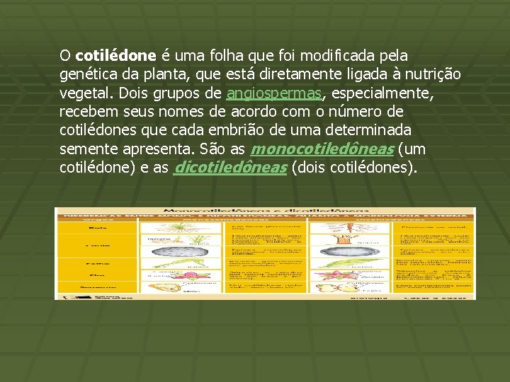 O cotilédone é uma folha que foi modificada pela genética da planta, que está