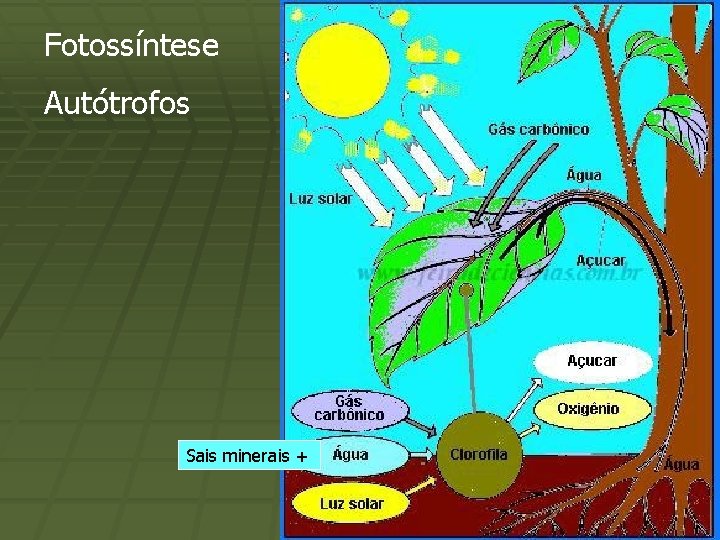 Fotossíntese Autótrofos Sais minerais + 