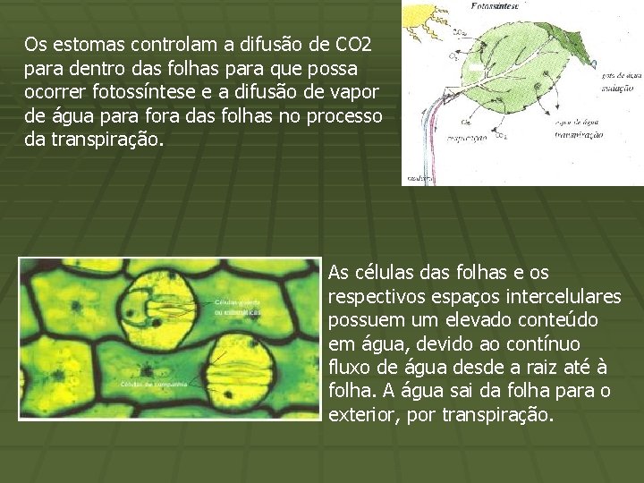Os estomas controlam a difusão de CO 2 para dentro das folhas para que