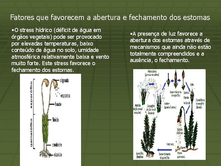 Fatores que favorecem a abertura e fechamento dos estomas • O stress hídrico (déficit