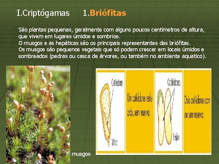 I. Criptógamas 1. Briófitas São plantas pequenas, geralmente com alguns poucos centímetros de altura,