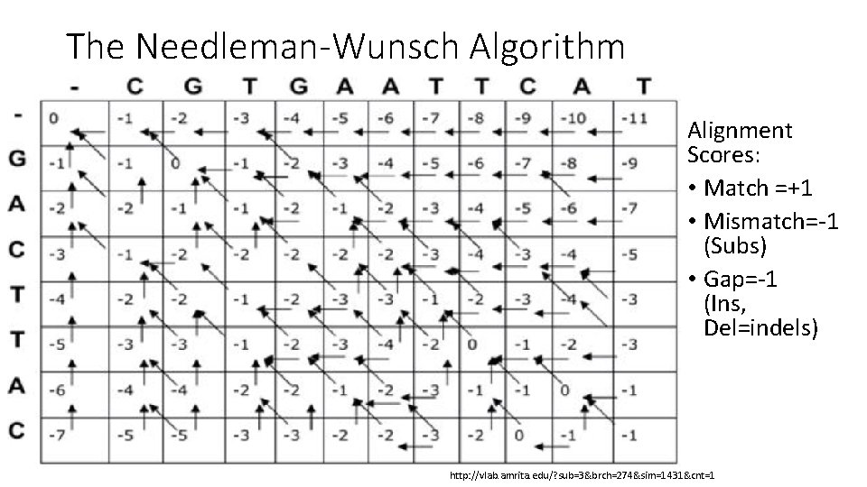 The Needleman-Wunsch Algorithm Alignment Scores: • Match =+1 • Mismatch=-1 (Subs) • Gap=-1 (Ins,