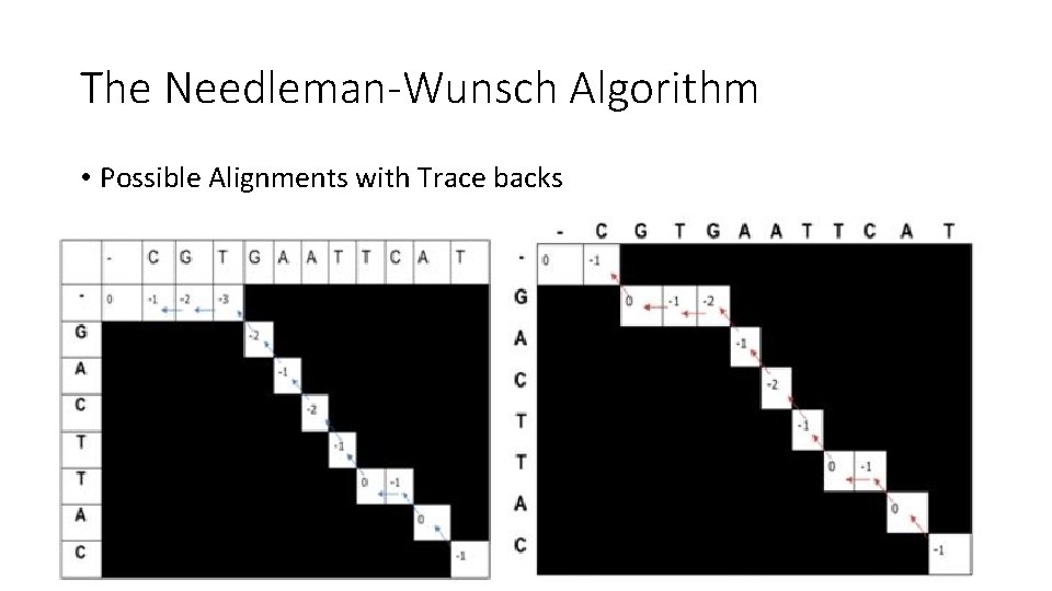 The Needleman-Wunsch Algorithm • Possible Alignments with Trace backs 