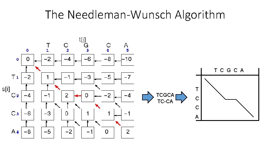 The Needleman-Wunsch Algorithm T C G C A TCGCA TC-CA T C C A