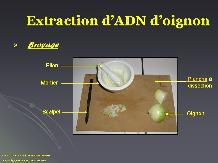 Extraction d’ADN d’oignon Ø Broyage Pilon Mortier Scalpel DA ROCHA Kévin / BONHEUR Raphaël