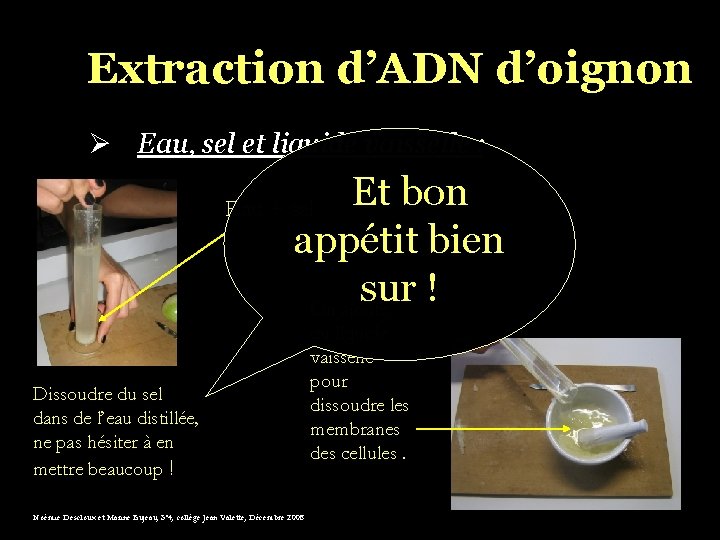 Extraction d’ADN d’oignon Ø Eau, sel et liquide vaisselle : Et bon appétit bien
