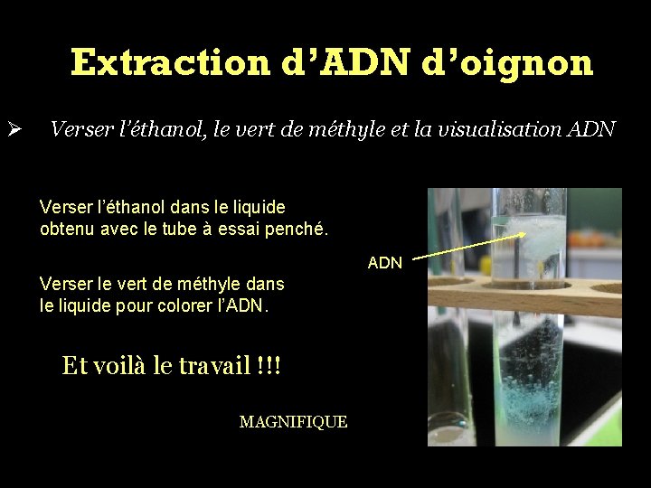 Extraction d’ADN d’oignon Ø Verser l’éthanol, le vert de méthyle et la visualisation ADN