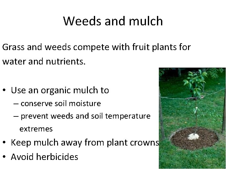 Weeds and mulch Grass and weeds compete with fruit plants for water and nutrients.
