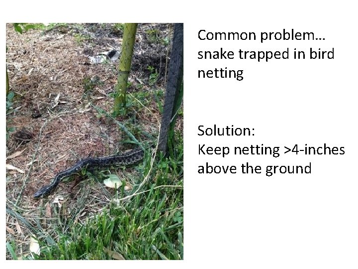 Common problem… snake trapped in bird netting Solution: Keep netting >4 -inches above the