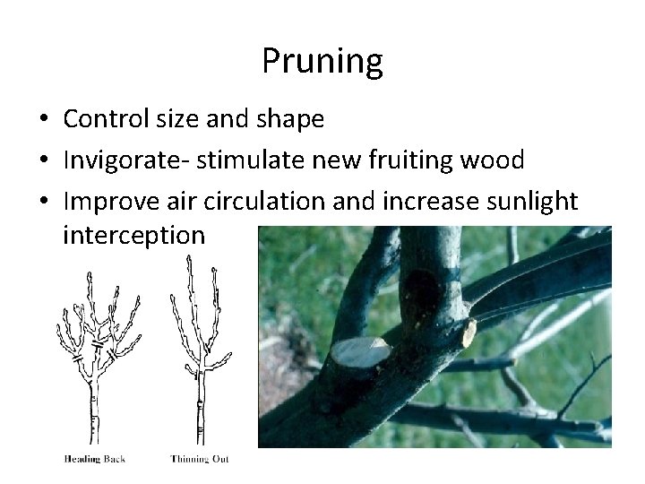 Pruning • Control size and shape • Invigorate- stimulate new fruiting wood • Improve