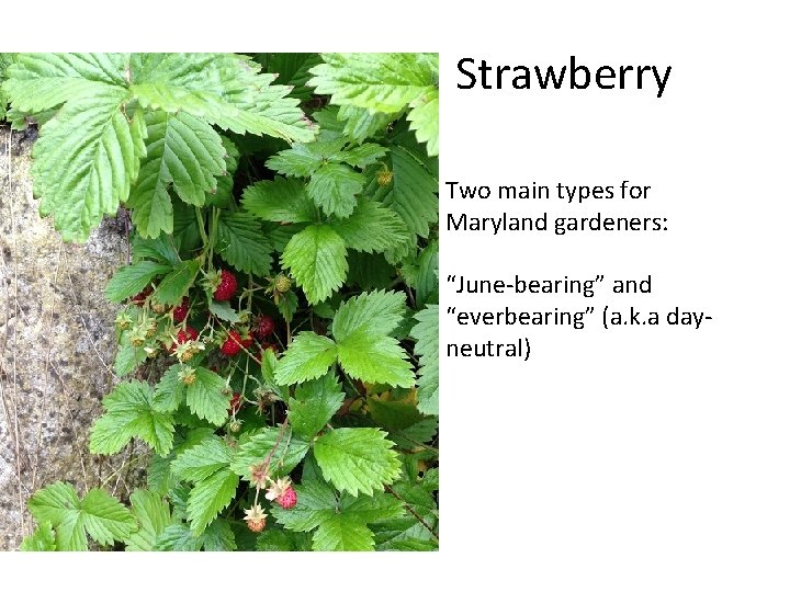 Strawberry Two main types for Maryland gardeners: “June-bearing” and “everbearing” (a. k. a dayneutral)