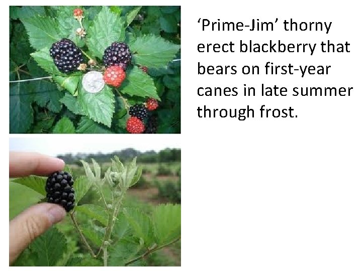 ‘Prime-Jim’ thorny erect blackberry that bears on first-year canes in late summer through frost.