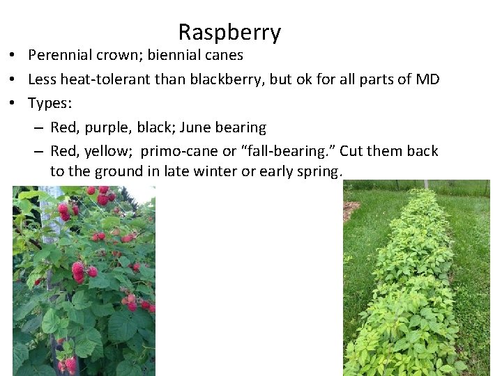 Raspberry • Perennial crown; biennial canes • Less heat-tolerant than blackberry, but ok for