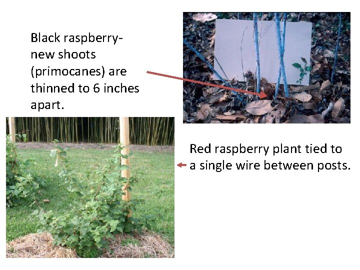 Black raspberrynew shoots (primocanes) are thinned to 6 inches apart. Red raspberry plant tied