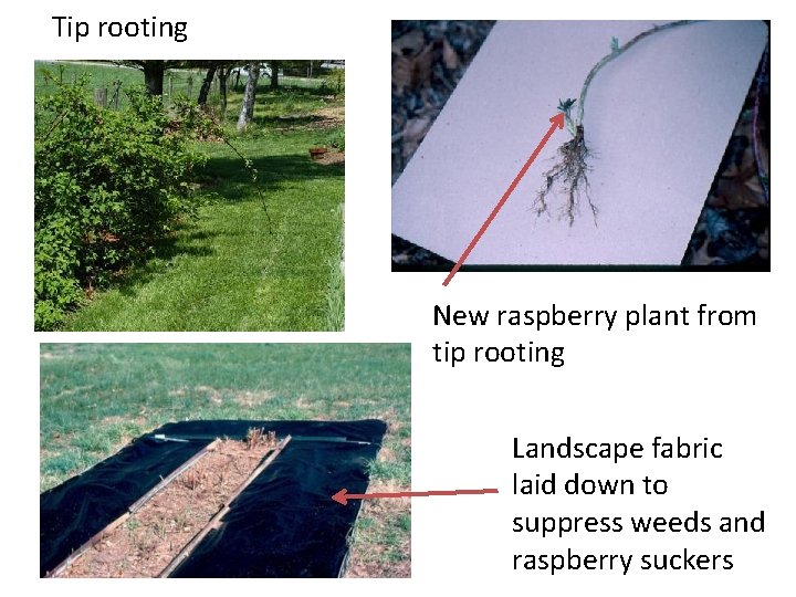 Tip rooting New raspberry plant from tip rooting Landscape fabric laid down to suppress