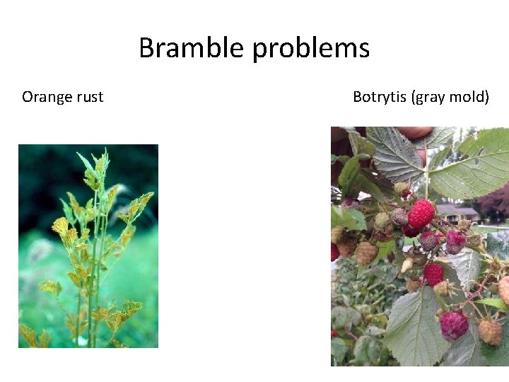 Bramble problems Orange rust Botrytis (gray mold) 