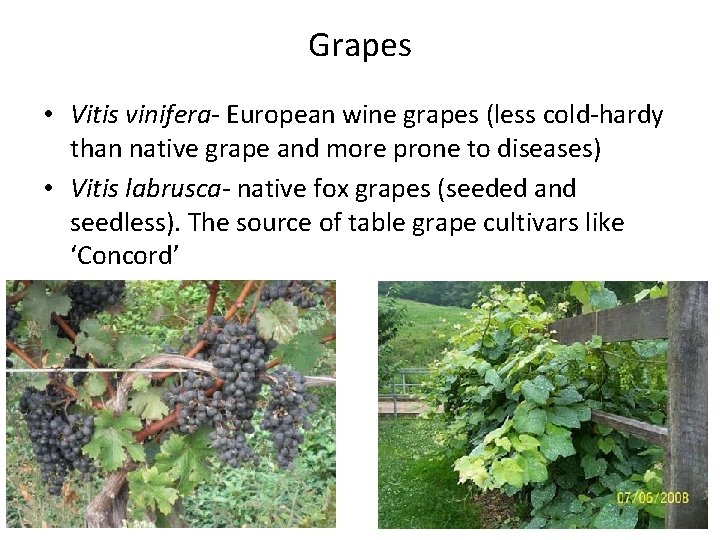 Grapes • Vitis vinifera- European wine grapes (less cold-hardy than native grape and more