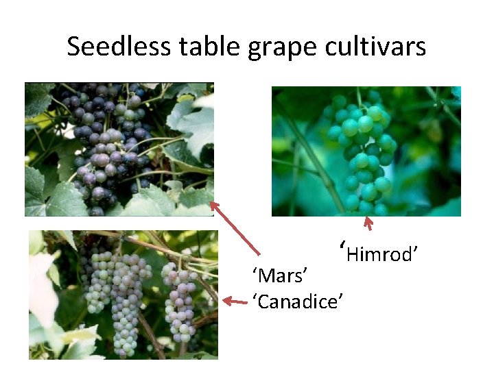 Seedless table grape cultivars ‘Himrod’ ‘Mars’ ‘Canadice’ 