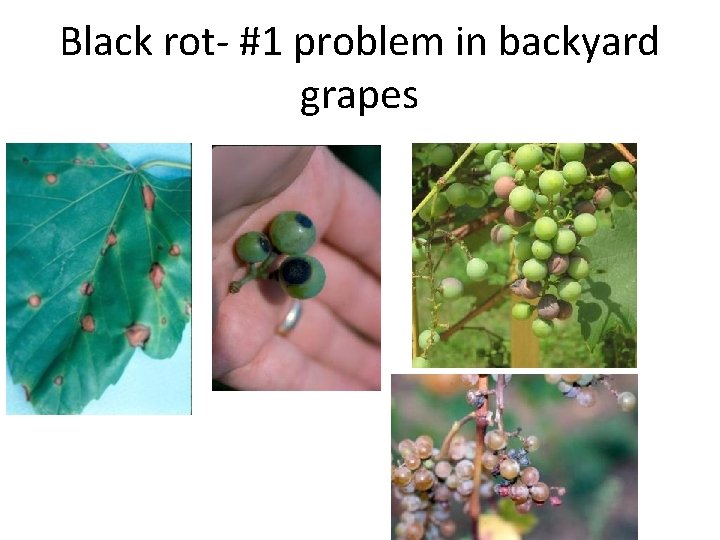 Black rot- #1 problem in backyard grapes 