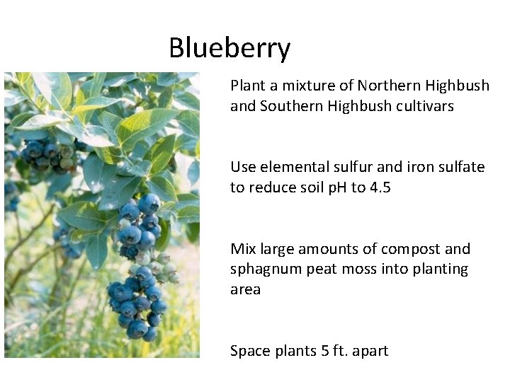 Blueberry Plant a mixture of Northern Highbush and Southern Highbush cultivars Use elemental sulfur