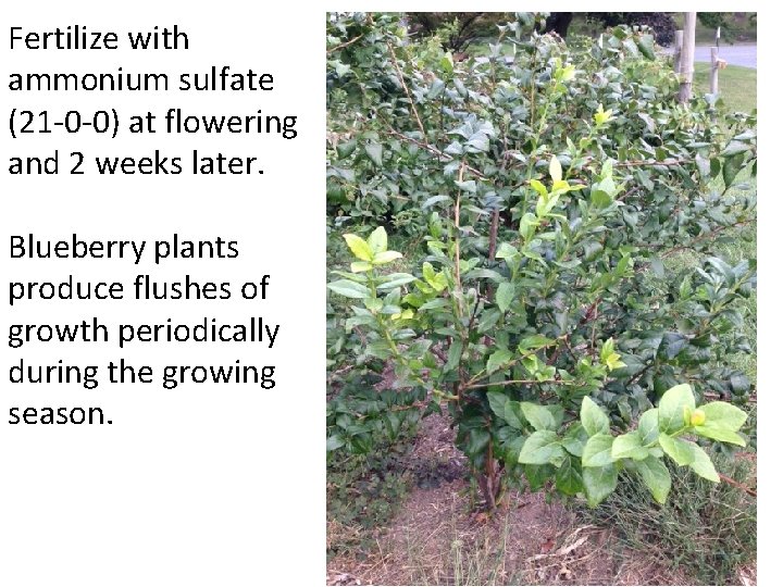 Fertilize with ammonium sulfate (21 -0 -0) at flowering and 2 weeks later. Blueberry