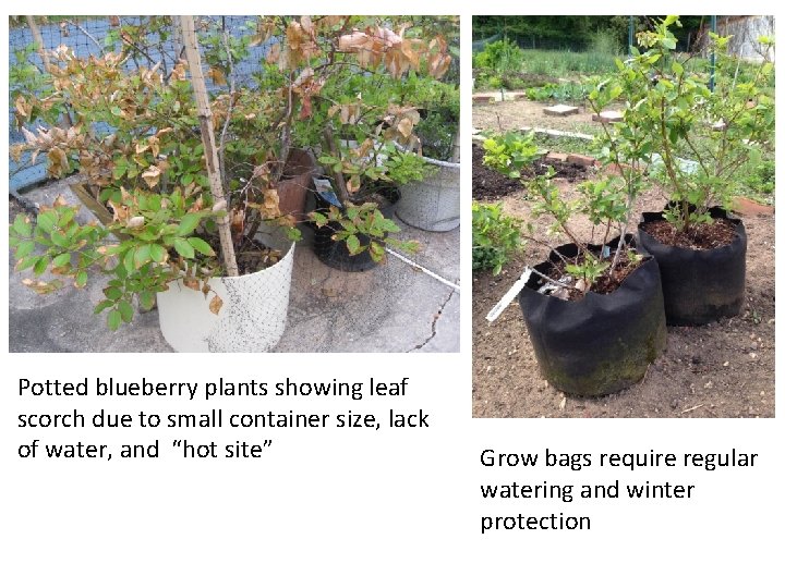 Potted blueberry plants showing leaf scorch due to small container size, lack of water,
