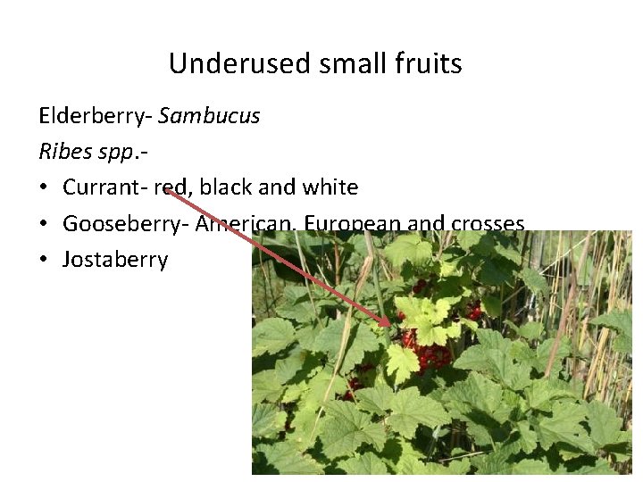 Underused small fruits Elderberry- Sambucus Ribes spp. • Currant- red, black and white •