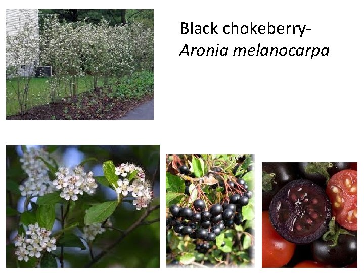 Black chokeberry. Aronia melanocarpa 