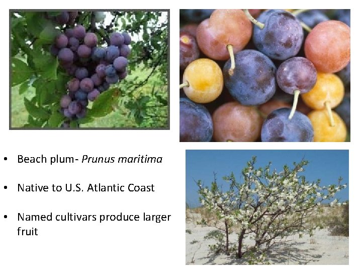  • Beach plum- Prunus maritima • Native to U. S. Atlantic Coast •