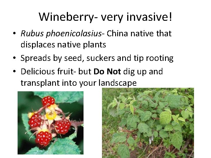 Wineberry- very invasive! • Rubus phoenicolasius- China native that displaces native plants • Spreads