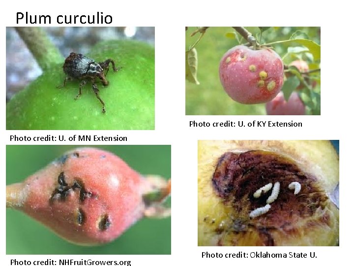 Plum curculio Photo credit: U. of KY Extension Photo credit: U. of MN Extension