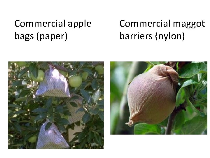 Commercial apple bags (paper) Commercial maggot barriers (nylon) 