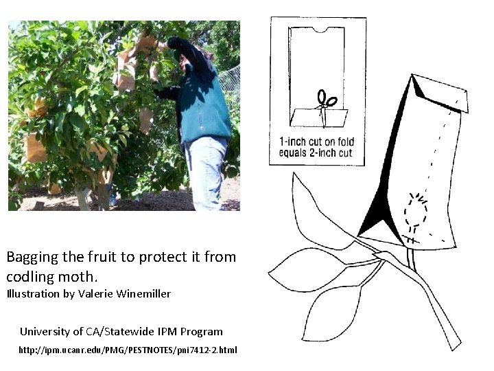 Bagging the fruit to protect it from codling moth. Illustration by Valerie Winemiller University