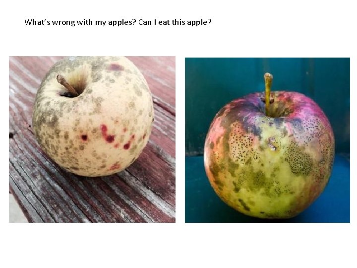 What’s wrong with my apples? Can I eat this apple? 