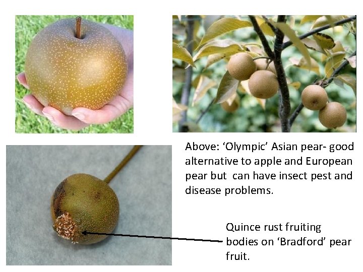 Above: ‘Olympic’ Asian pear- good alternative to apple and European pear but can have